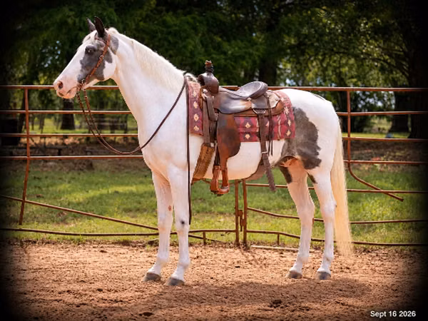 公马, National Show Horse