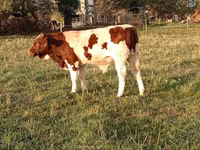 Bull, Men-Anjou — photo 2
