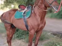 公马, Trakehner — 照片 6