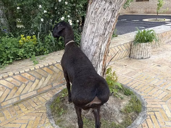 كبش, الأغنام