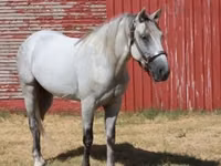 Cheval, Tennessee Walking Horse — photo 5