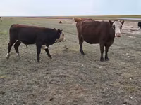 母牛, Simmental cattle — 照片 1