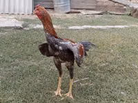 Chickens — foto 4
