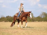 公马, Quarter Horse — 照片 3