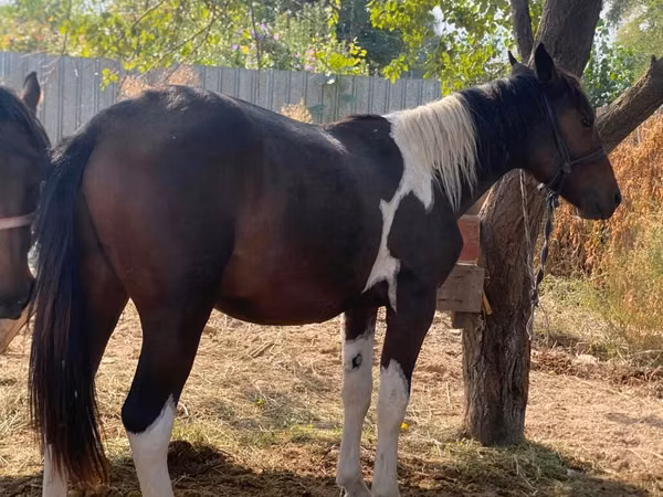 Cheval, French Trotter