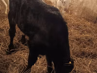 सांड, Simmental cattle — फ़ोटो 7