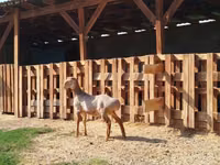 Widder, Edilbay sheep — Foto 1