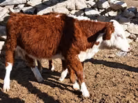 Bovinos (lote, sexo no especificado), Vaca kazaja de cabeza blanca — foto 5