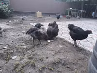 Australorp — Foto 3