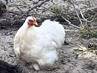 Pékin Bantam — photo 1