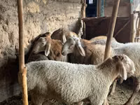 Ram, Arashan sheep — photo 4