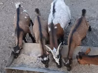 公山羊, Pomellata goat — 照片 3