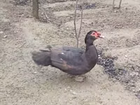 pato criollo doméstico — foto 3