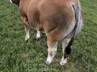 公牛, Partenaise cattle — 照片 2