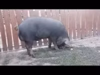 नर सूअर — फ़ोटो 1