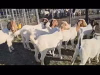 Goats (batch, sex not specified), Boer goat — photo 2