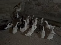 Geese — photo 5