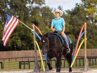 Mare, Percheron — photo 2