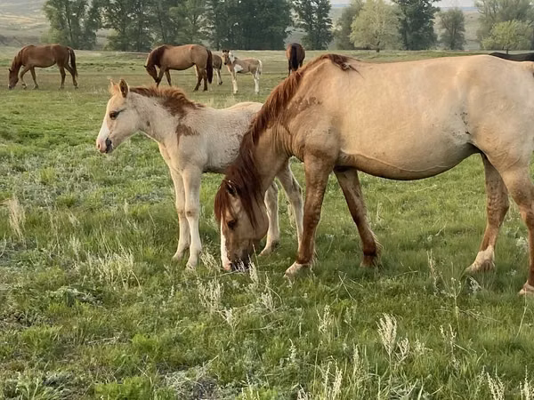 Horse (M), Russian Heavy Draft