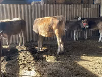 بقرة, Swiss cattle — الصورة 4