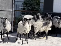 Schaf, Romanov sheep — Foto 1