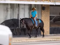 Mare, Percheron — photo 4