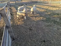 Bélier, Moutons — photo 3