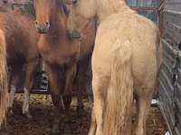 公马, New Altai Horse — 照片 2