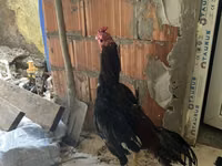 Chickens — 照片 2
