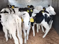 Bovinos (lote, sexo no especificado), Russian Black pied cattle — foto 3