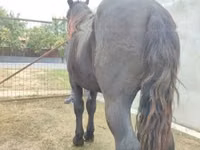 公马, Horses — 照片 4