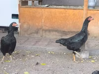 Chickens — الصورة 5