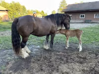 Mare, Gypsy horse — photo 7