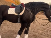 Cheval, Friesian — photo 1
