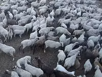母羊, Hampshire sheep — 照片 3