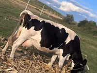 Vache, Race de vache — photo 3