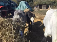 حصان, Gypsy horse — الصورة 2