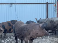 公猪, Pigs — 照片 2