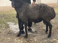 Bélier, Rhon sheep — photo 1
