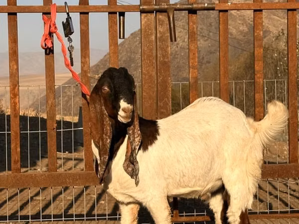 Boucs, Gulabi goats