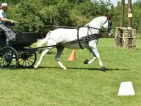 فرس, Lipizzaner — الصورة 2