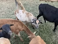Sheep (batch, sex not specified), Cameroon sheep — photo 1