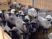 Carnero, Romanov sheep — foto 5