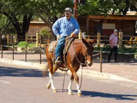 Horse (M), Mule — photo 7
