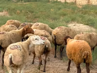 母羊, Apsheron sheep — 照片 1