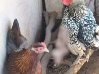 سيبرايت — الصورة 3