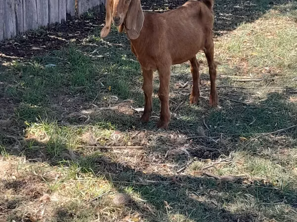 Goat, Goats
