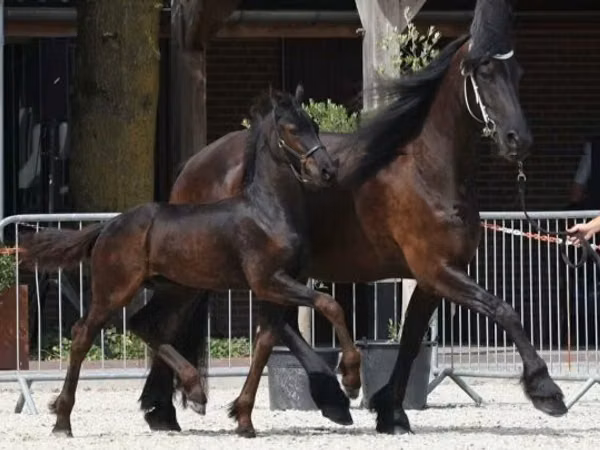حصان, Friesian
