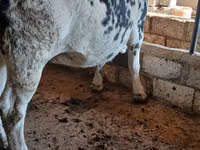 Vache, Race Holstein — photo 1