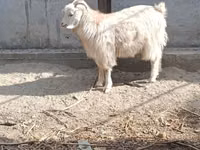 母山羊, Goats — 照片 2